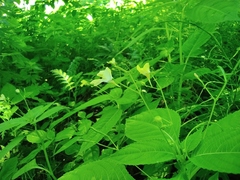 Impatiens parviflora