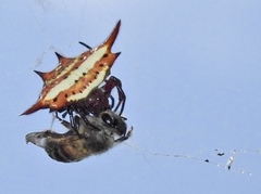 Gasteracantha versicolor