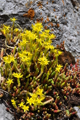 Sedum acre