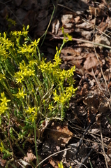 Sedum acre