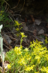 Sedum acre