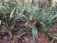 Helmholtzia glaberrima