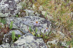 Aster flaccidus