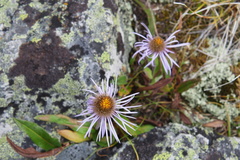 Aster flaccidus