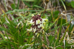 Pedicularis compacta