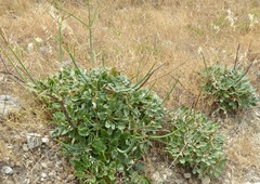 Eriogonum grande