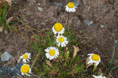 Tripleurospermum ambiguum