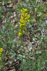 Galium verum