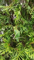 Tettigonia orientalis