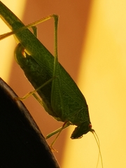 Phaneroptera