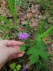 Geranium platyanthum
