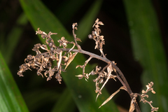 Helmholtzia glaberrima