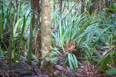 Helmholtzia glaberrima