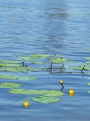 Nuphar lutea
