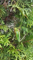 Tettigonia orientalis