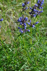 Dracocephalum ruyschiana