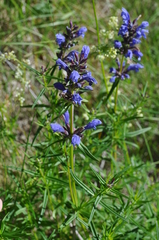 Dracocephalum ruyschiana