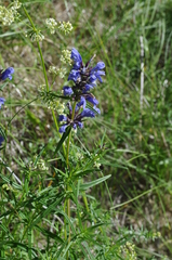 Dracocephalum ruyschiana