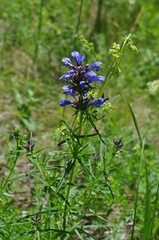 Dracocephalum ruyschiana