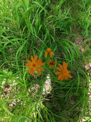 Tephroseris porphyrantha