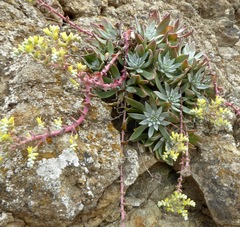 Dudleya greenei