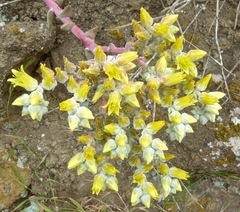 Dudleya greenei