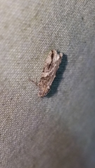 Proteoteras crescentana