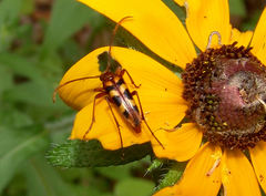 Strangalia sexnotata
