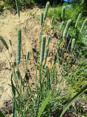 Phleum pratense