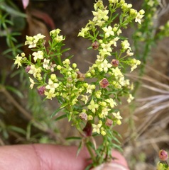 Galium angustifolium