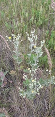 Potentilla argentea