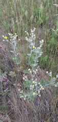 Potentilla argentea
