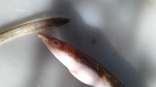 Scolecenchelys breviceps