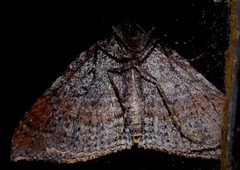Larentia apotoma