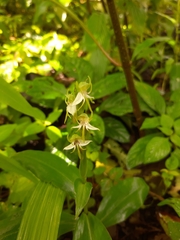 Habenaria gibsonii
