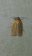Clepsis clemensiana