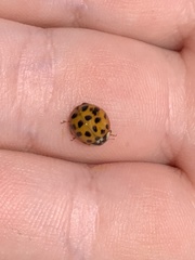 Harmonia axyridis