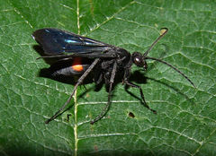 Anoplius semicinctus