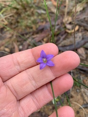 Wahlenbergia gracilenta