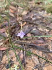 Wahlenbergia gracilenta