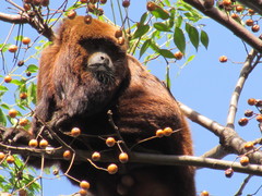 Alouatta guariba