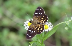 Celaenorrhinus maculosa