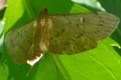 Geshna cannalis