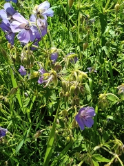 Geranium pratense