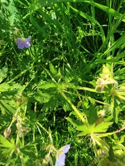 Geranium pratense