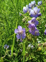 Geranium pratense