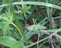 Tettigonia viridissima