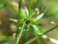 Macroglossum stellatarum