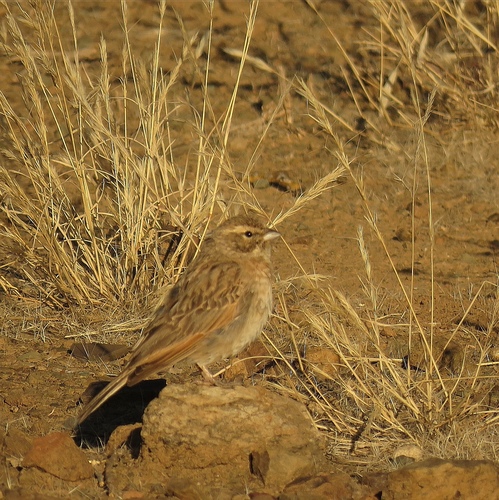 Lark-like Bunting (Emberiza impetuani), photo 6