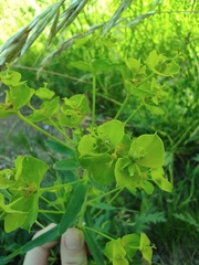 Euphorbia virgata